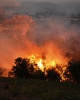 A tree engulfed in flames