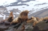 Eastern Steller sea lion