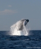 Celebrate our Natural Treasures During National Ocean Month