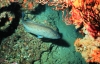 Gag grouper. The Gulf of Mexico stock of gag grouper was rebuilt in 2014. (Credit: NOAA)