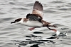 A great shearwater as it “shears” over the surface of the ocean in Stellwagen Bank National Marine Sanctuary. 