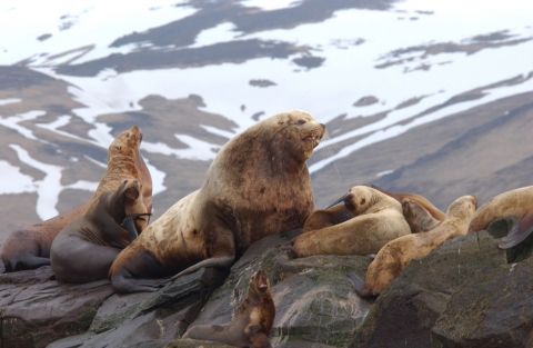 Eastern Steller sea lion