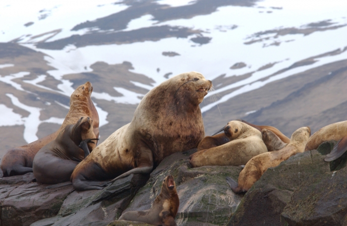 Eastern Steller sea lion