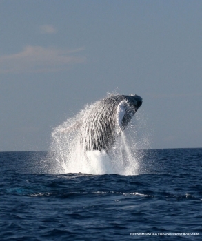 Celebrate our Natural Treasures During National Ocean Month