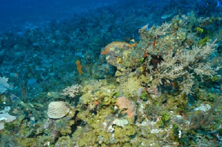Fish hiding in coral reef