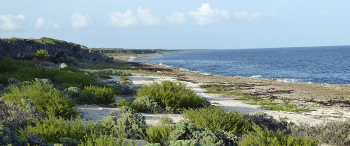 The Cuban shoreline