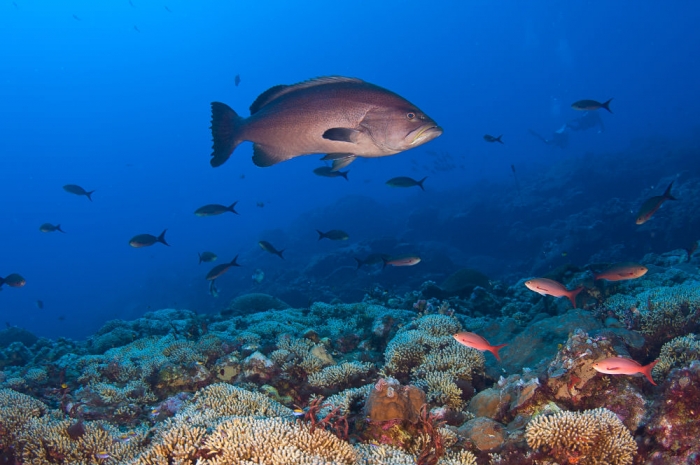 Fish swimming around the Flower Garden Banks National Marine Sanctuary coral reef
