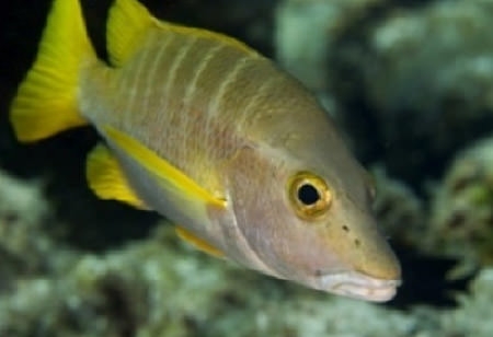 Close up of a fish in Guanahacabibes