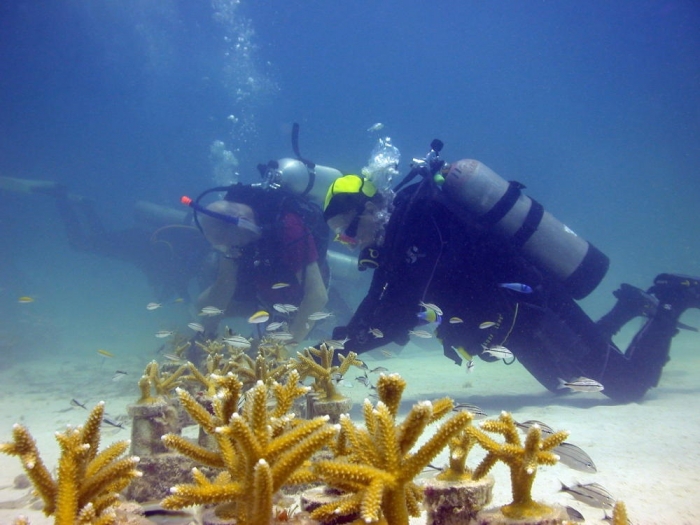 Coral restoration in the Florida Keys. Photo: NOAA