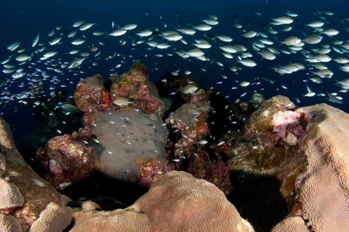 A pink whipray glides over colonies of the branching coral Stylophora at Swains Island, National Marine Sanctuary of American Samoa. 