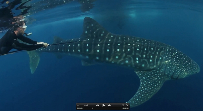 NOAA Research Fishery Biologist and Shark Expert Dr. Eric Hoffmayer who came upon 100 whale sharks at one time.