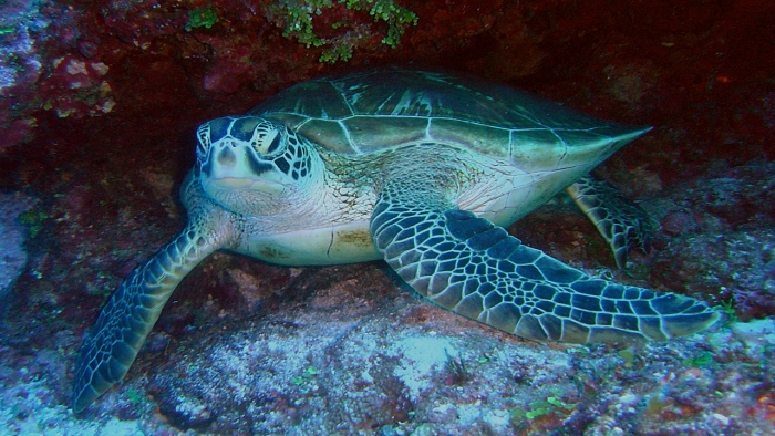 Image of Sea Turtle Swimming in the Ocean