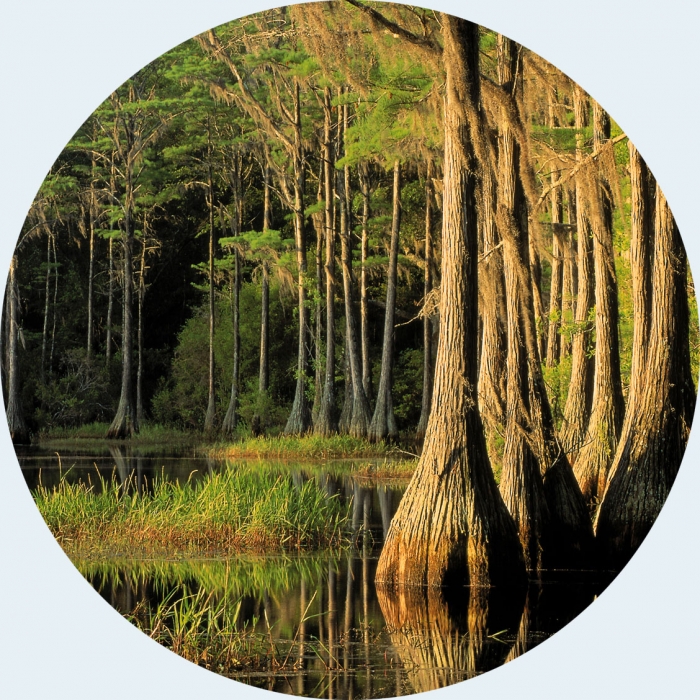 Natural Capital