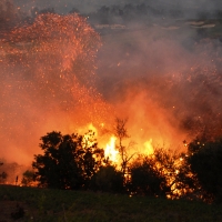 A tree engulfed in flames