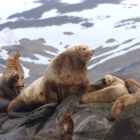 Eastern Steller sea lion