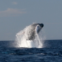 Celebrate our Natural Treasures During National Ocean Month