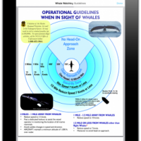 Updated “Whale Alert” iPad, iPhone app invites public to contribute to protection of West Coast whales