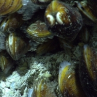 Towards the end of the first dive, we found a carbonate outcrop inhabited with the chemosynthtic mussel Bathymodiolus sp. These mussels appeared to be encased in methane hydrate, formed by methane gas conglomerating at their base.