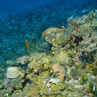 Fish hiding in coral reef