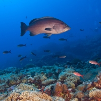 Fish swimming around the Flower Garden Banks National Marine Sanctuary coral reef