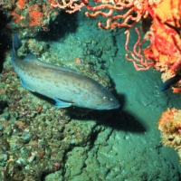 Gag grouper. The Gulf of Mexico stock of gag grouper was rebuilt in 2014. (Credit: NOAA)