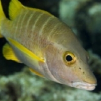 Close up of a fish in Guanahacabibes