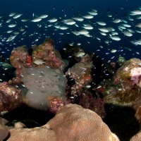 A pink whipray glides over colonies of the branching coral Stylophora at Swains Island, National Marine Sanctuary of American Samoa. 