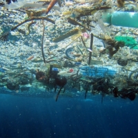 Underwater photo looking up through marine debris floating on the surface.