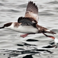 A great shearwater as it “shears” over the surface of the ocean in Stellwagen Bank National Marine Sanctuary. 