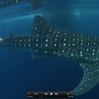 NOAA Research Fishery Biologist and Shark Expert Dr. Eric Hoffmayer who came upon 100 whale sharks at one time.