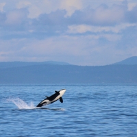 A southern resident orca breaches off Washington State’s Olympic Peninsula. 
