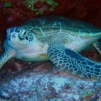 Image of Sea Turtle Swimming in the Ocean